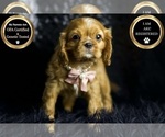 Puppy Garnet AKC Cavalier King Charles Spaniel
