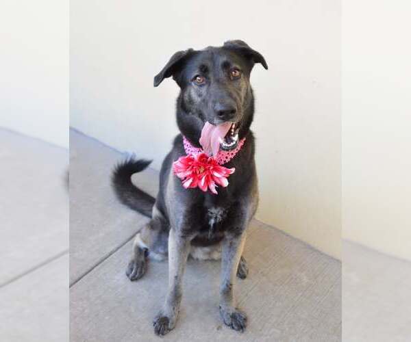 Medium Photo #1 Mutt Puppy For Sale in McKinney, TX, USA