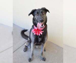 Mutt Dogs for adoption in McKinney, TX, USA