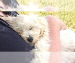 Small #4 Bichpoo-Poochon Mix