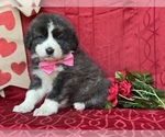 Small Photo #4 Border Collie-Maremma Sheepdog Mix Puppy For Sale in LANCASTER, PA, USA