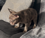 Small #5 French Bulldog