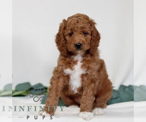 Goldendoodle (Miniature) Puppy for sale in EAST EARL, PA, USA