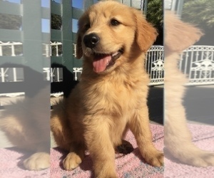 Golden Retriever Puppy for sale in SANTA ANA, CA, USA
