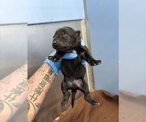 Labrador Retriever-Unknown Mix Dogs for adoption in San Bernardino, CA, USA