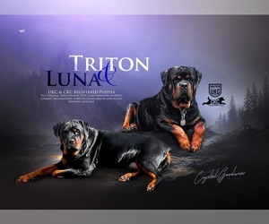 Rottweiler Puppy for sale in ACME, PA, USA