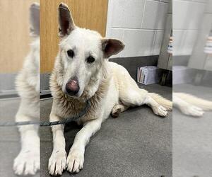 German Shepherd Dog Dogs for adoption in Forestville, MD, USA