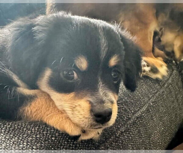 Medium Photo #5 Chihuahua-Colonial Cocker Spaniel Mix Puppy For Sale in Corona, CA, USA