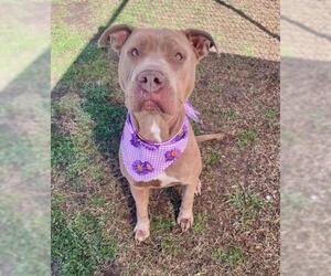 Mutt Dogs for adoption in Tulsa, OK, USA