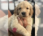 Puppy Pink Golden Retriever