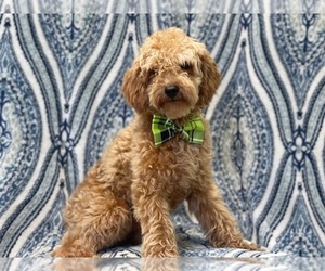 Cavapoo Puppy for sale in LAKELAND, FL, USA