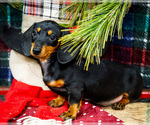 Small Photo #42 Dachshund Puppy For Sale in WAKARUSA, IN, USA