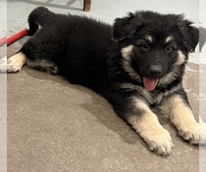 German Shepherd Dog Puppy for sale in BRIGHTON, CO, USA