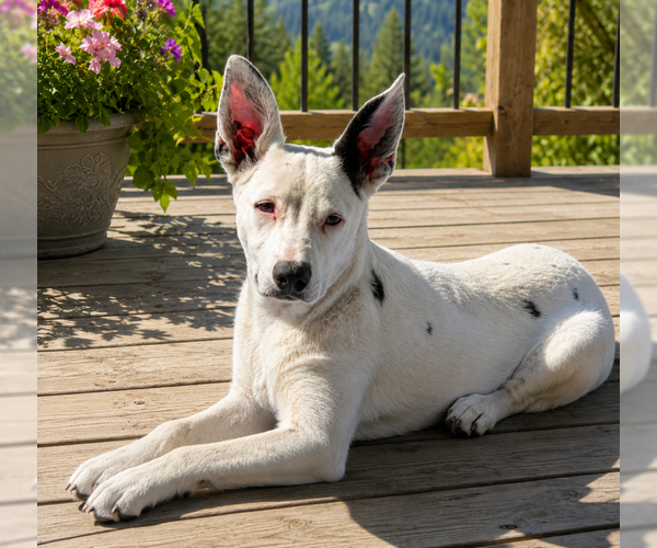 Medium Photo #1 Chihuahua-Unknown Mix Puppy For Sale in MIDWAY, UT, USA