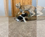 Small #6 Wire Fox Terrier