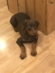Small Photo #3 Doberman Pinscher Puppy For Sale in CLARKS HILL, IN, USA