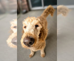 Small #2 Goldendoodle