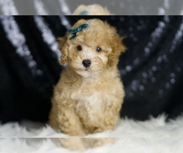 Medium Photo #5 Poodle (Toy) Puppy For Sale in WARSAW, IN, USA