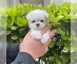 Small #3 Maltese