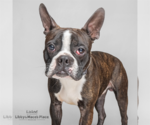 Small Photo #4 Boston Terrier Puppy For Sale in Mount Pleasant, SC, USA