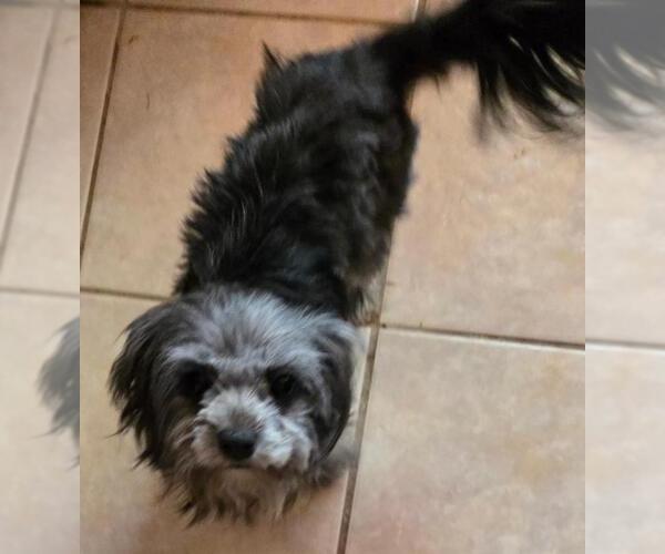 Medium Photo #1 Maltese-Unknown Mix Puppy For Sale in San Antonio, TX, USA