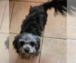 Darcy - Female Maltese-Unknown Mix Dog for Adoption - Small photo