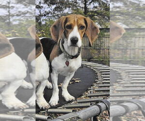 Bagle Hound Dogs for adoption in Brookville, OH, USA