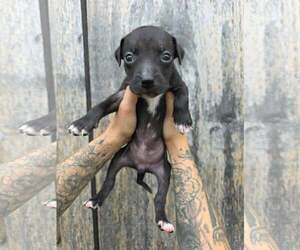 American Pit Bull Terrier-American Staffordshire Terrier Mix Dogs for adoption in Frankenmuth, MI, USA