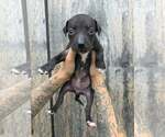 Small American Pit Bull Terrier-American Staffordshire Terrier Mix