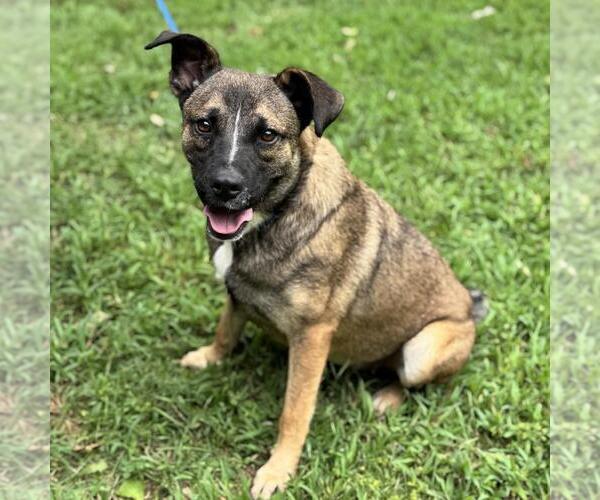 Medium Photo #3 Mutt Puppy For Sale in Yardley, PA, USA