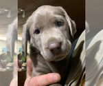 Small Photo #6 Labrador Retriever Puppy For Sale in HADLOCK, WA, USA