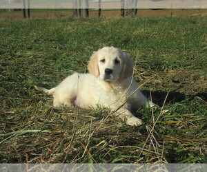 English Cream Golden Retriever Puppy for sale in COLUMBIANA, OH, USA