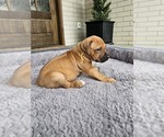 Small #5 Rhodesian Ridgeback