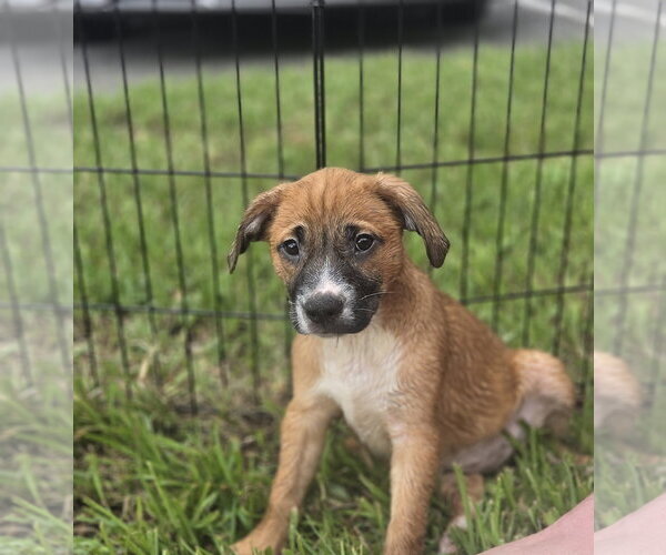 Medium Photo #1 Labrador Retriever-Unknown Mix Puppy For Sale in Sanford, FL, USA