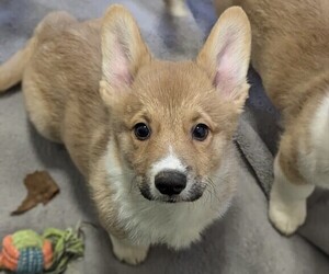 Pembroke Welsh Corgi Puppy for Sale in VANCOUVER, Washington USA