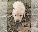 Puppy Patrick Golden Retriever