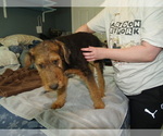 Small #7 Airedale Terrier