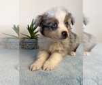 Small Miniature Australian Shepherd