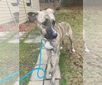Small Photo #10 German Shepherd Dog-Greyhound Mix Puppy For Sale in Atlanta, GA, USA