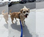 Small #2 Mutt