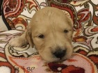 Small Photo #2 Goldendoodle Puppy For Sale in EAST ELLIJAY, GA, USA