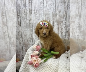 Goldendoodle Puppy for sale in PEEBLES, OH, USA