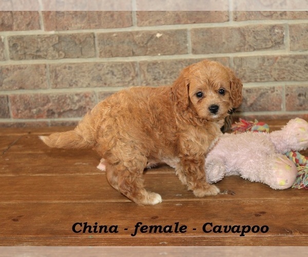 Medium Photo #5 Cavapoo Puppy For Sale in CLARKRANGE, TN, USA