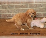 Small #4 Cavapoo