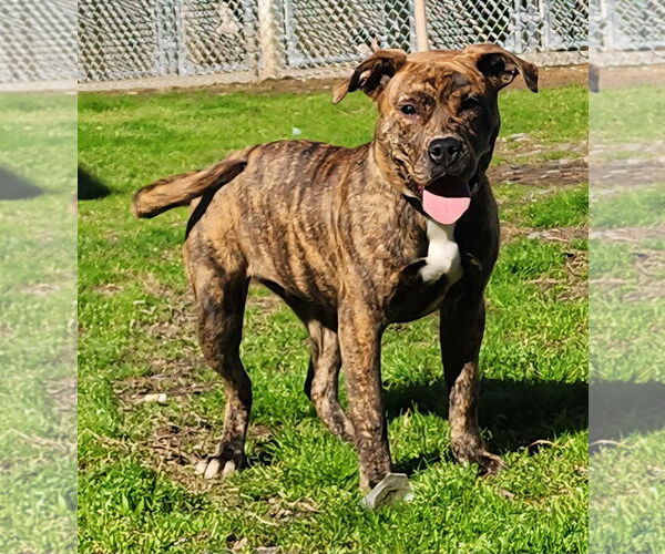 Medium Photo #1 Bulldog-Unknown Mix Puppy For Sale in Wetumpka, AL, USA