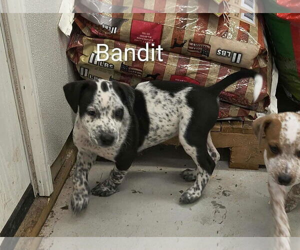 Medium Photo #5 Beagle-Unknown Mix Puppy For Sale in Stover, MO, USA