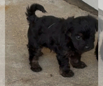 Small #3 YorkiePoo