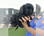 Small Photo #4 Cavapoo Puppy For Sale in PEORIA, AZ, USA