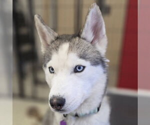 Oscar - ON HOLD - Male Siberian Husky Dog for Adoption - Photo #7