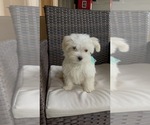Small Photo #2 Maltese Puppy For Sale in RALEIGH, NC, USA